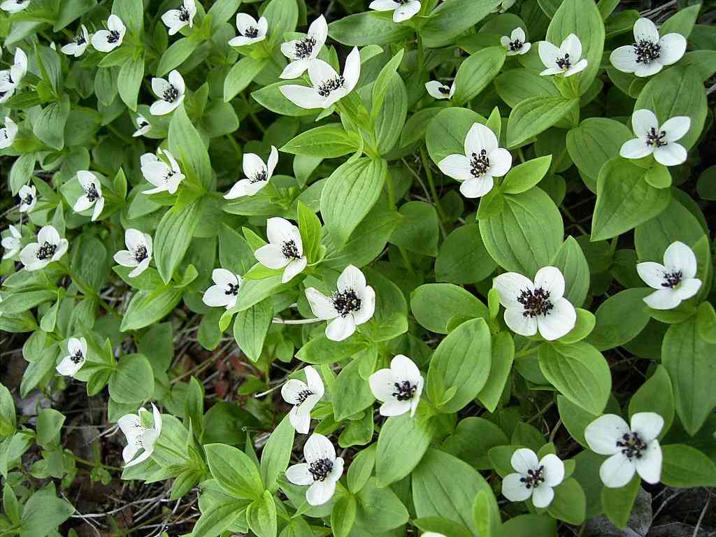 Siberian dogwood