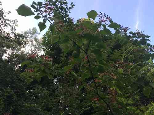 Pagoda dogwood