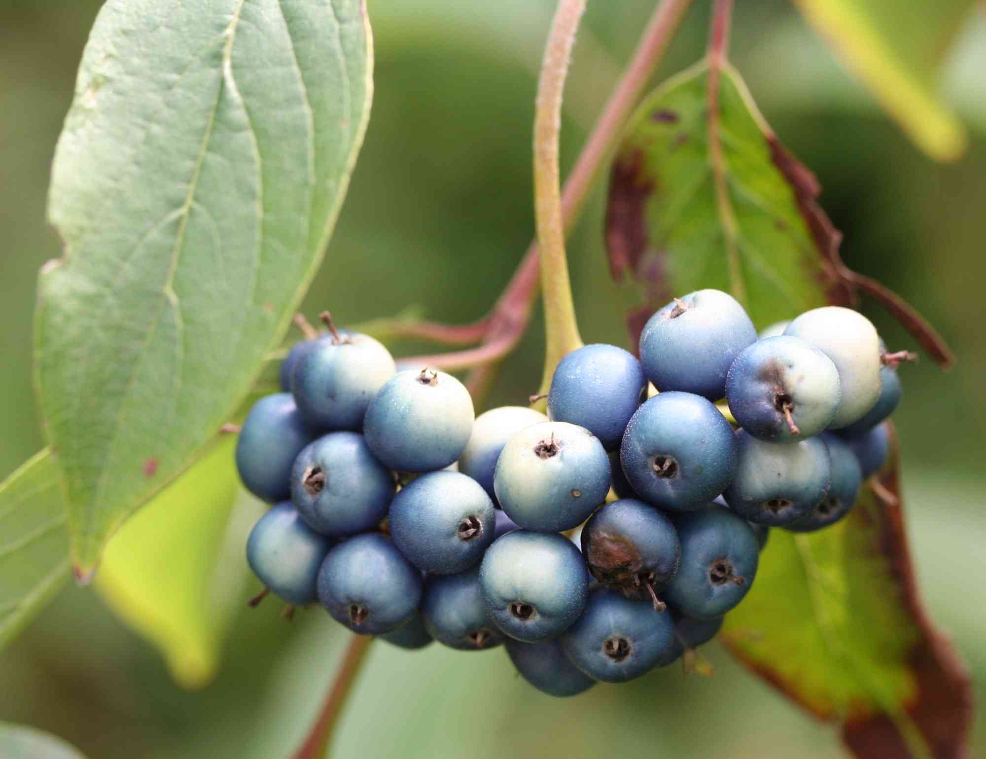 Silky dogwood