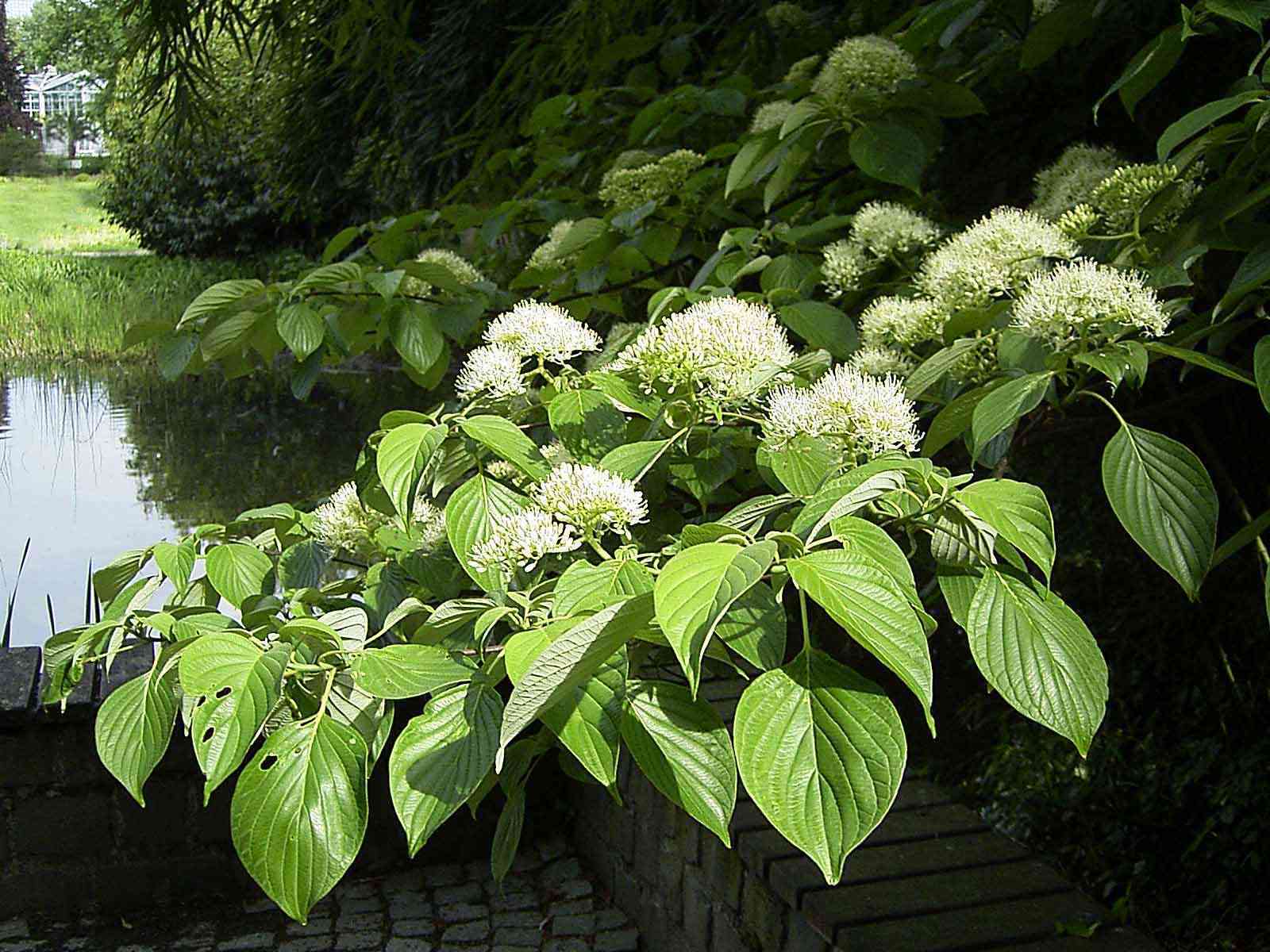 Giant dogwood