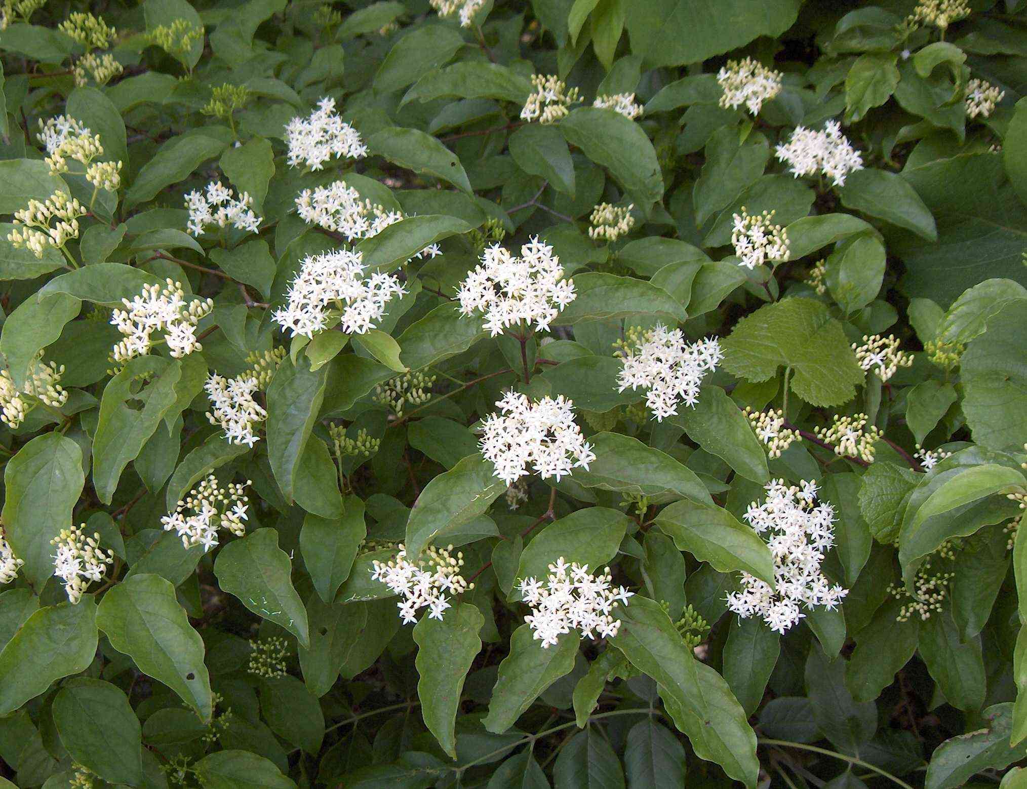 Roughleaf dogwood