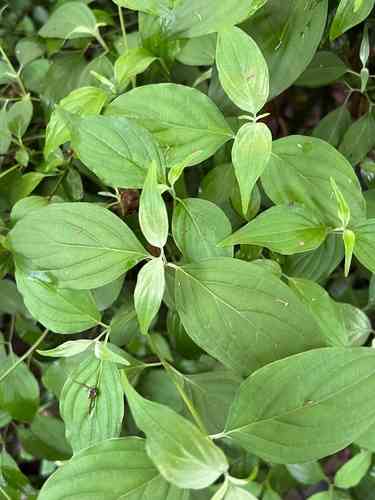 Wilson's dogwood