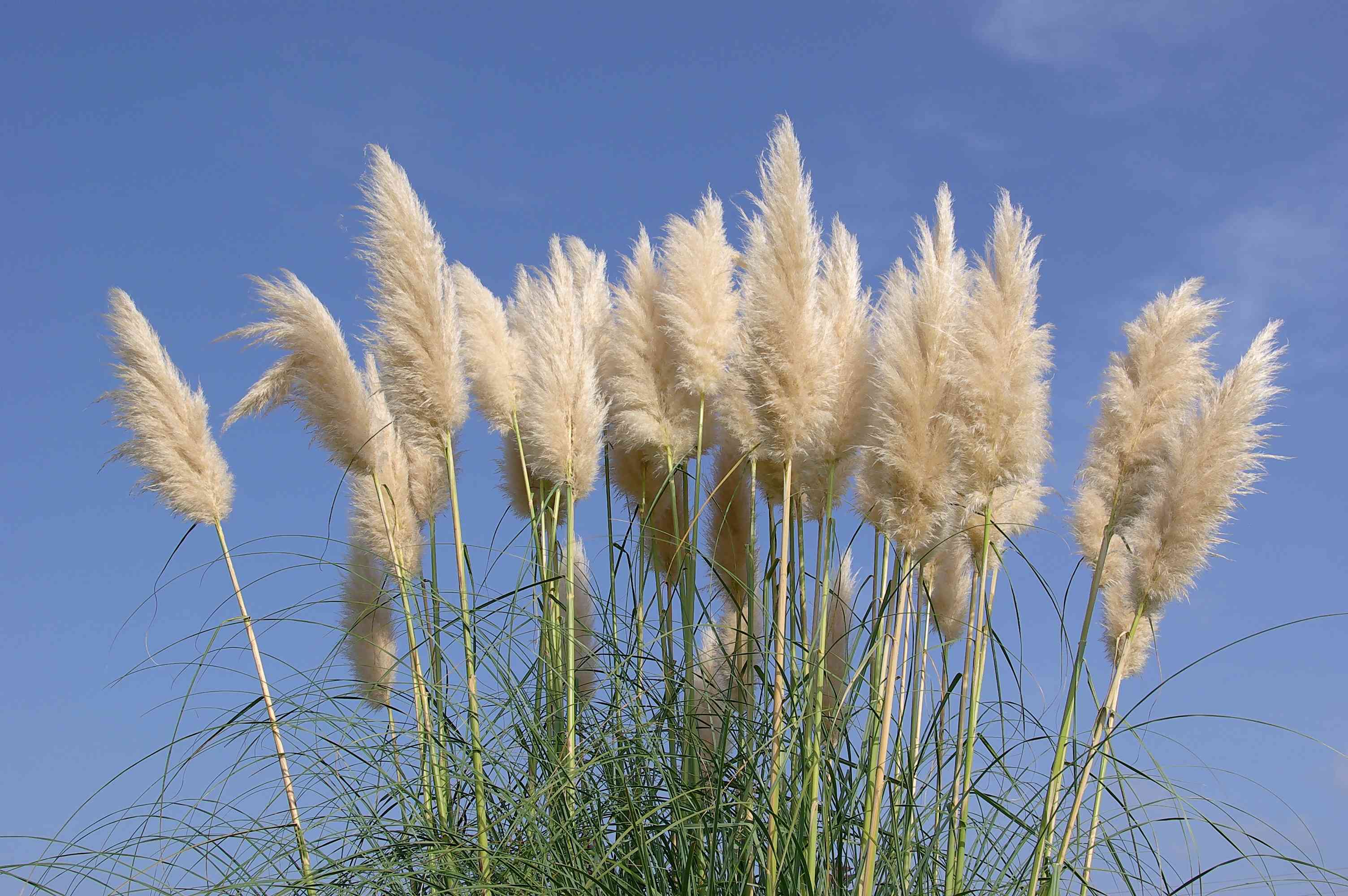 Pampas grass