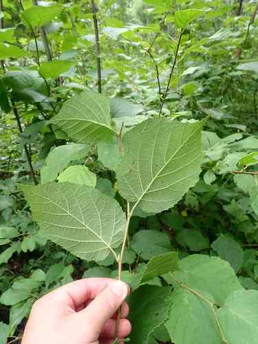 American hazelnut