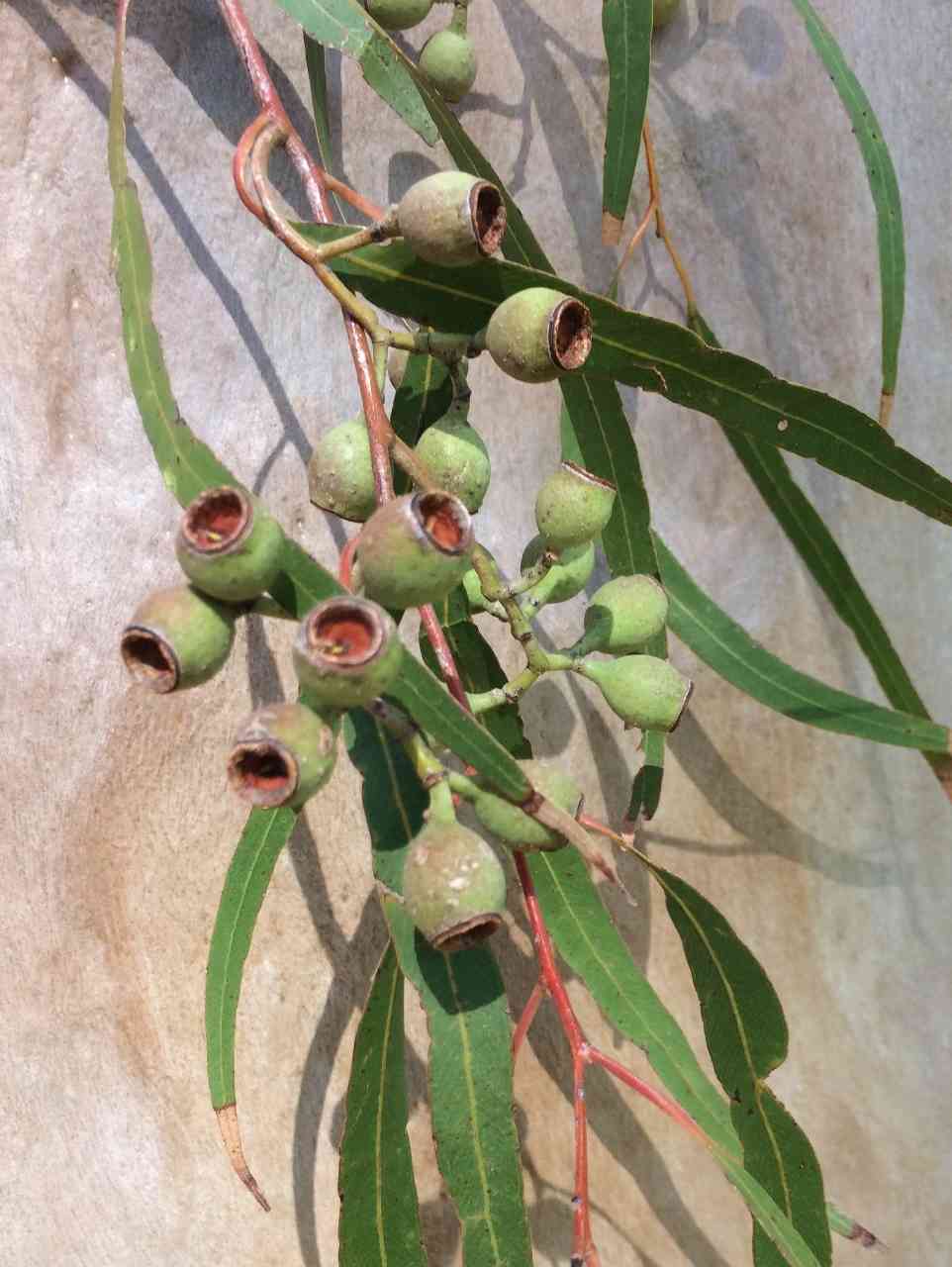 Lemon-scented gum