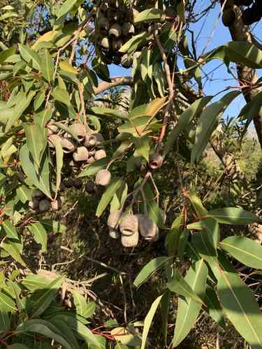 Red flowering gum
