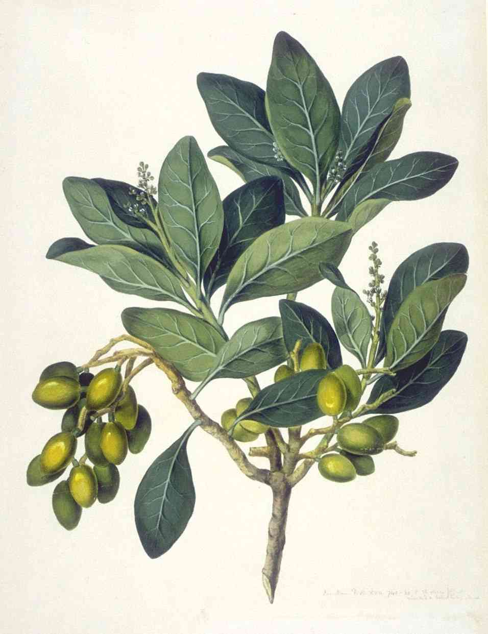 New Zealand laurel