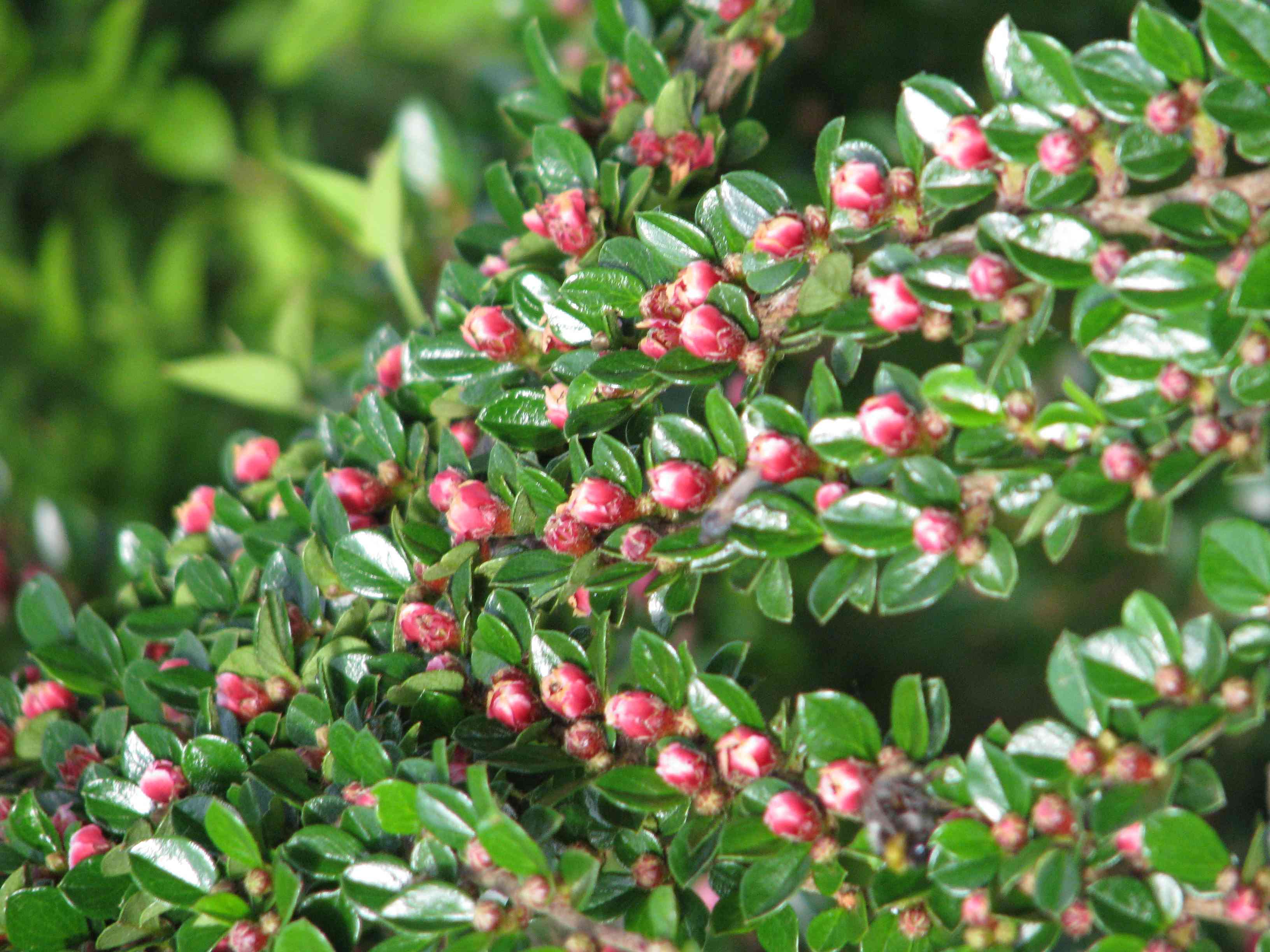Rockspray cotoneaster