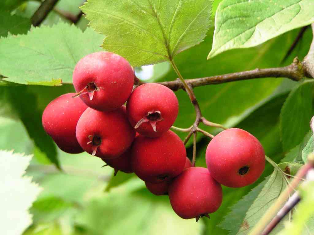 Black hawthorn