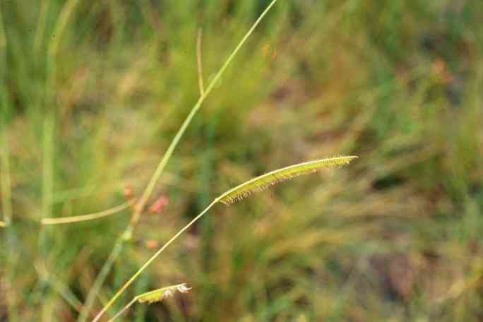 Toothache grass