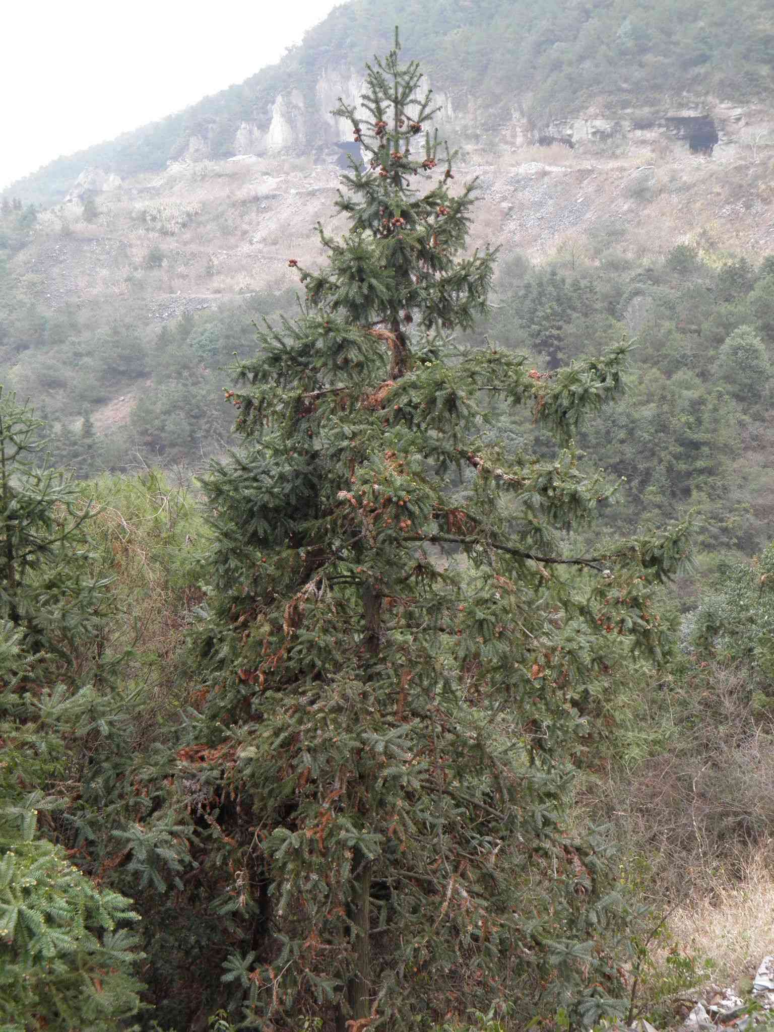 China fir