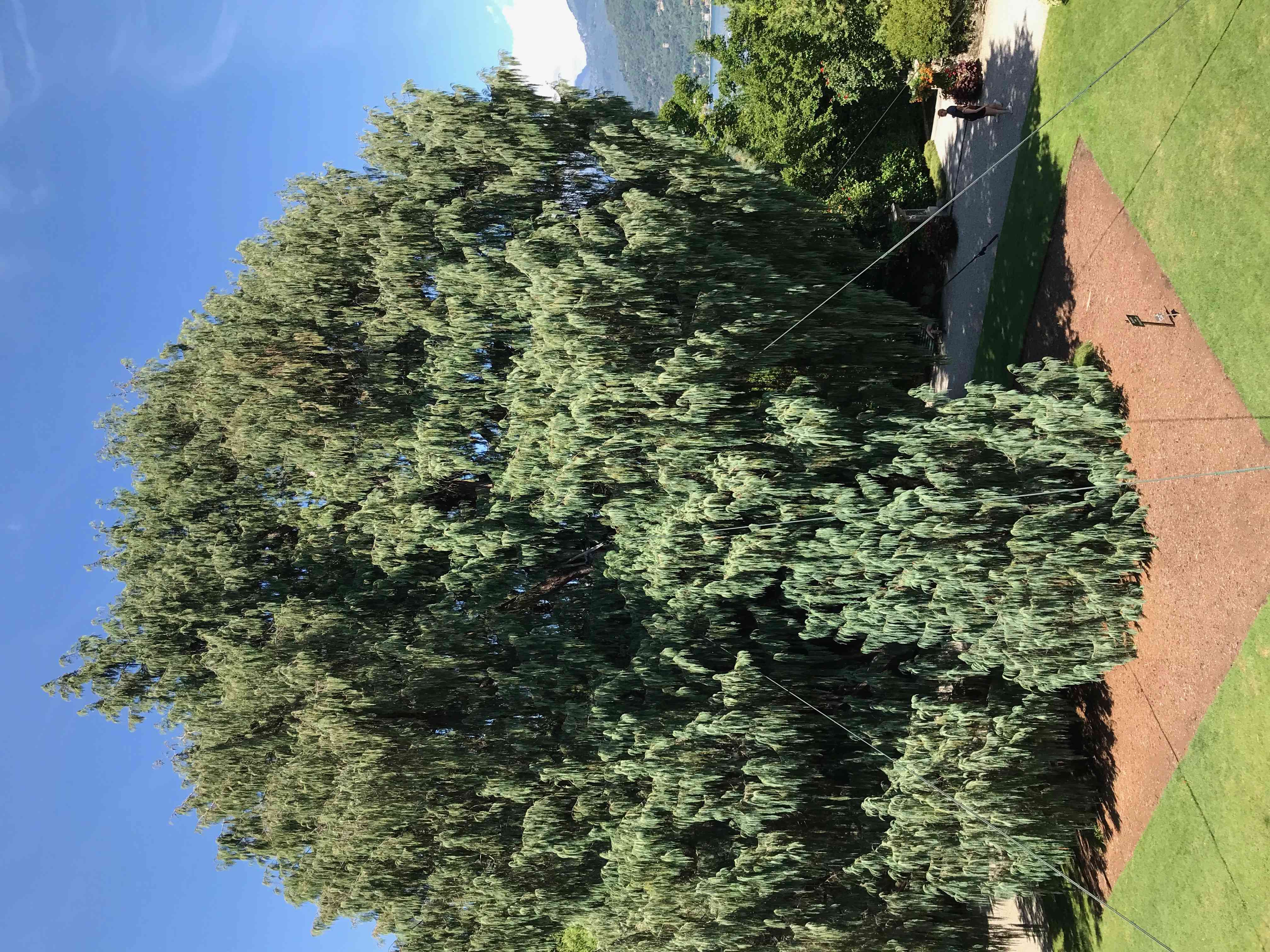 Kashmir cypress