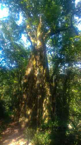 Cabbage tree