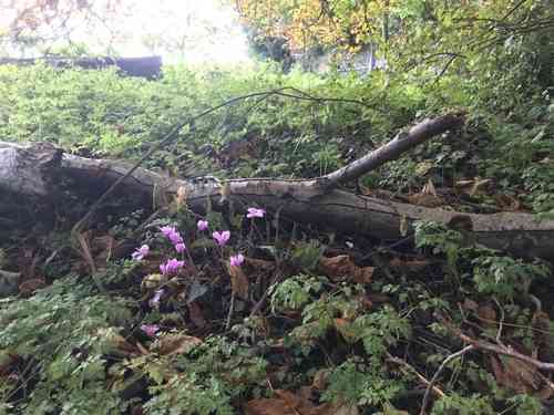 Ivy-leaved cyclamen