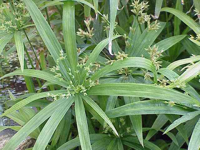 Ricefield flatsedge