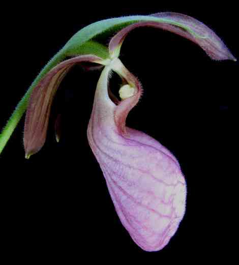 Pink lady slipper