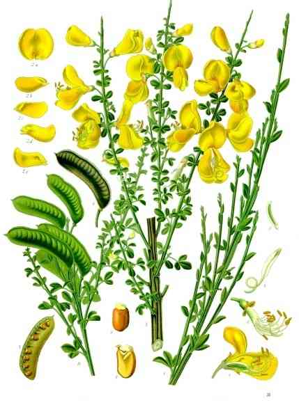 Scotch broom