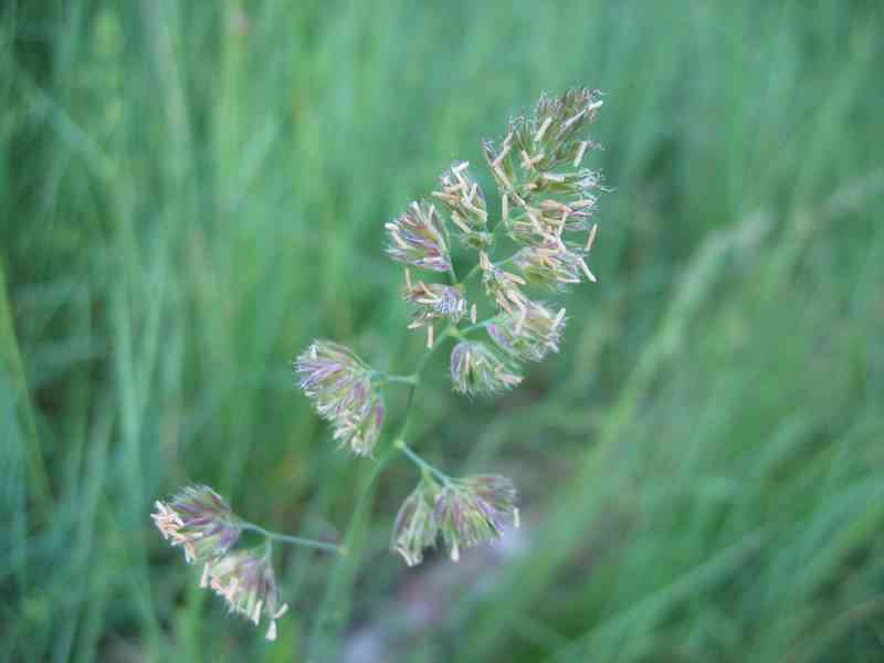 Orchard grass
