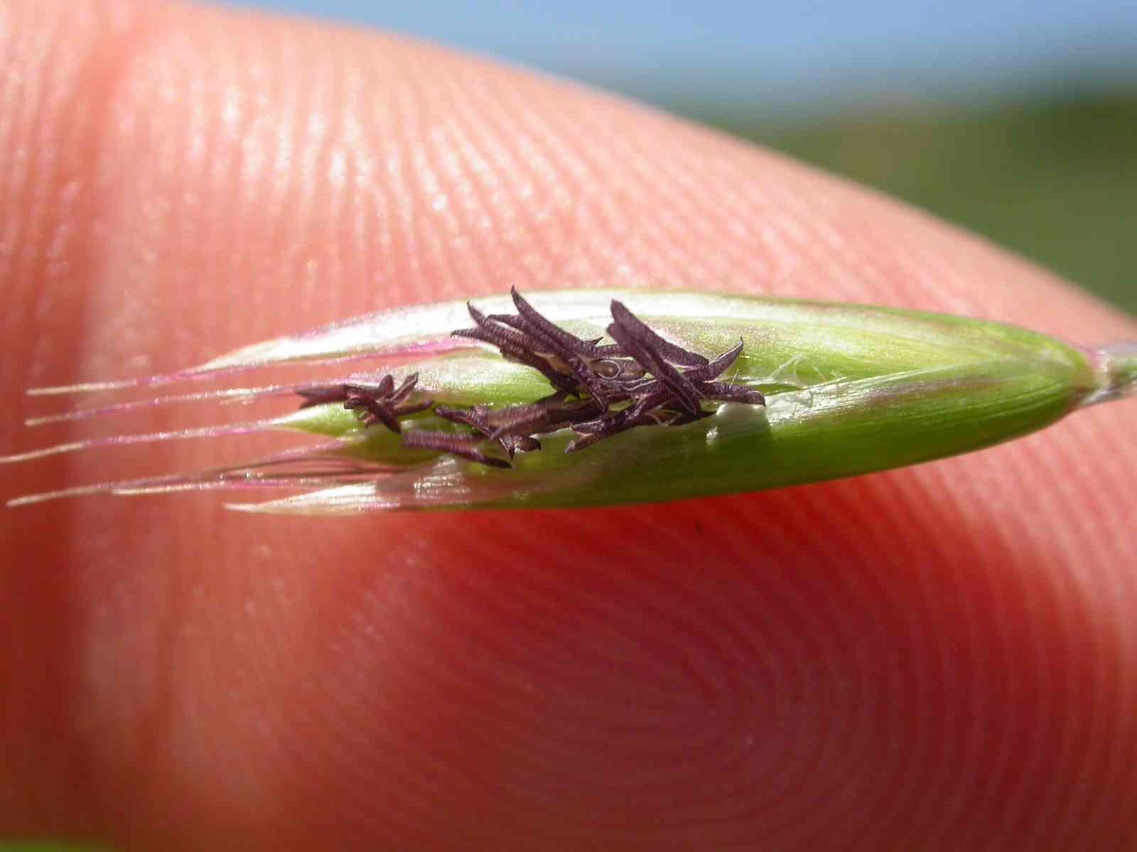 California oat grass