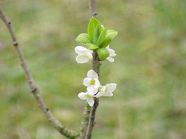 February daphne