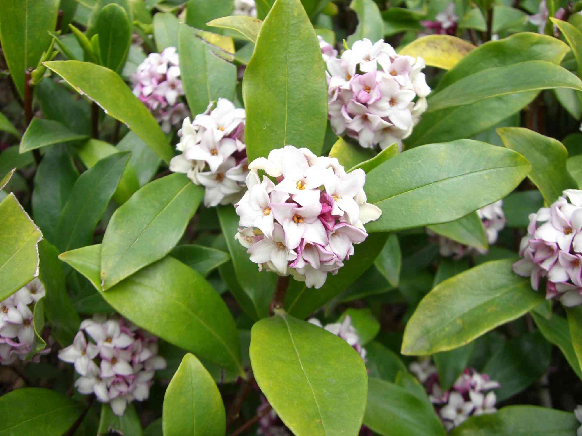 Winter daphne