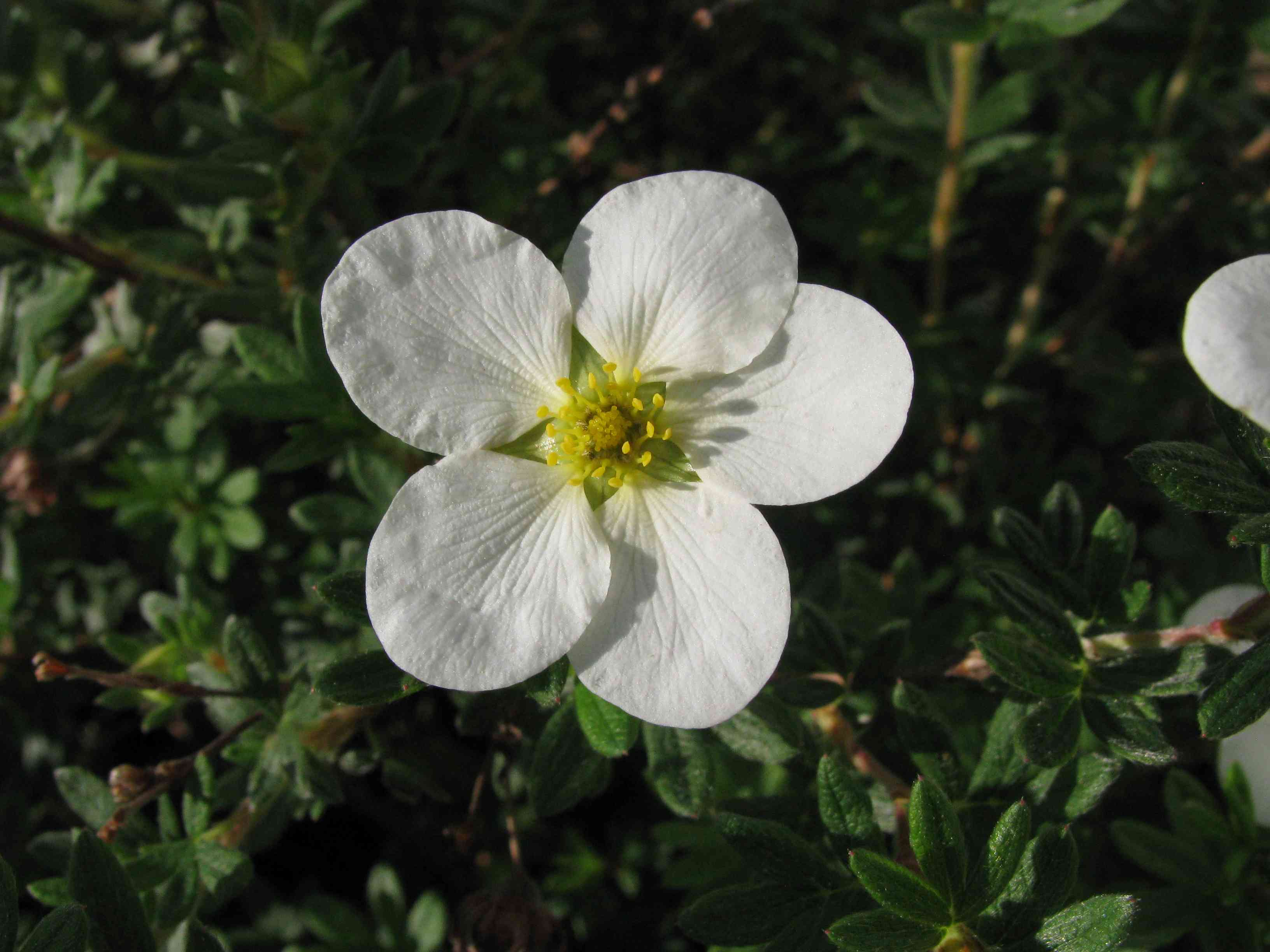 Shrubby cinquefoil