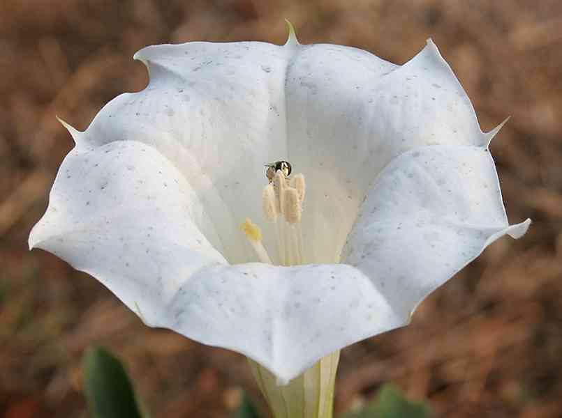 Downy thorn-apple