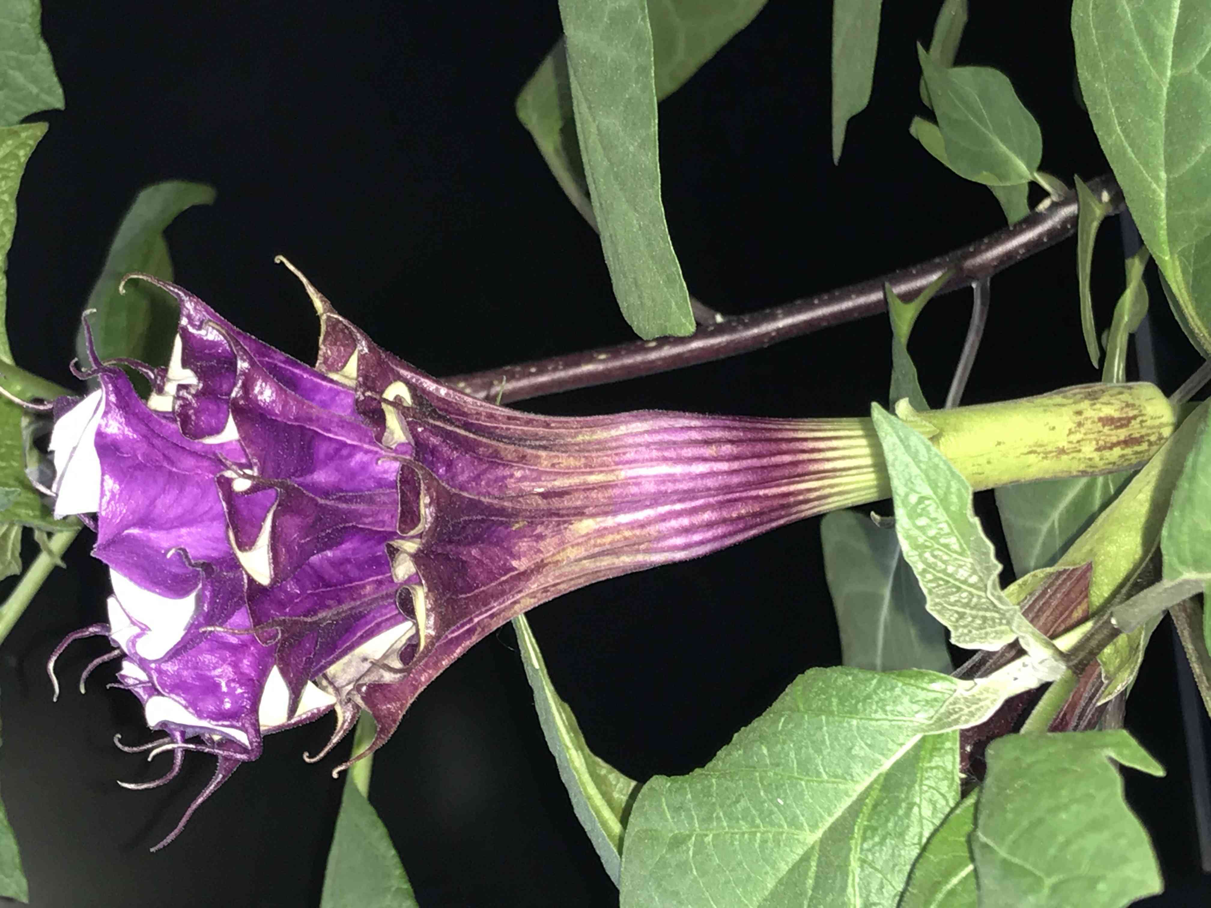 Devil's trumpet