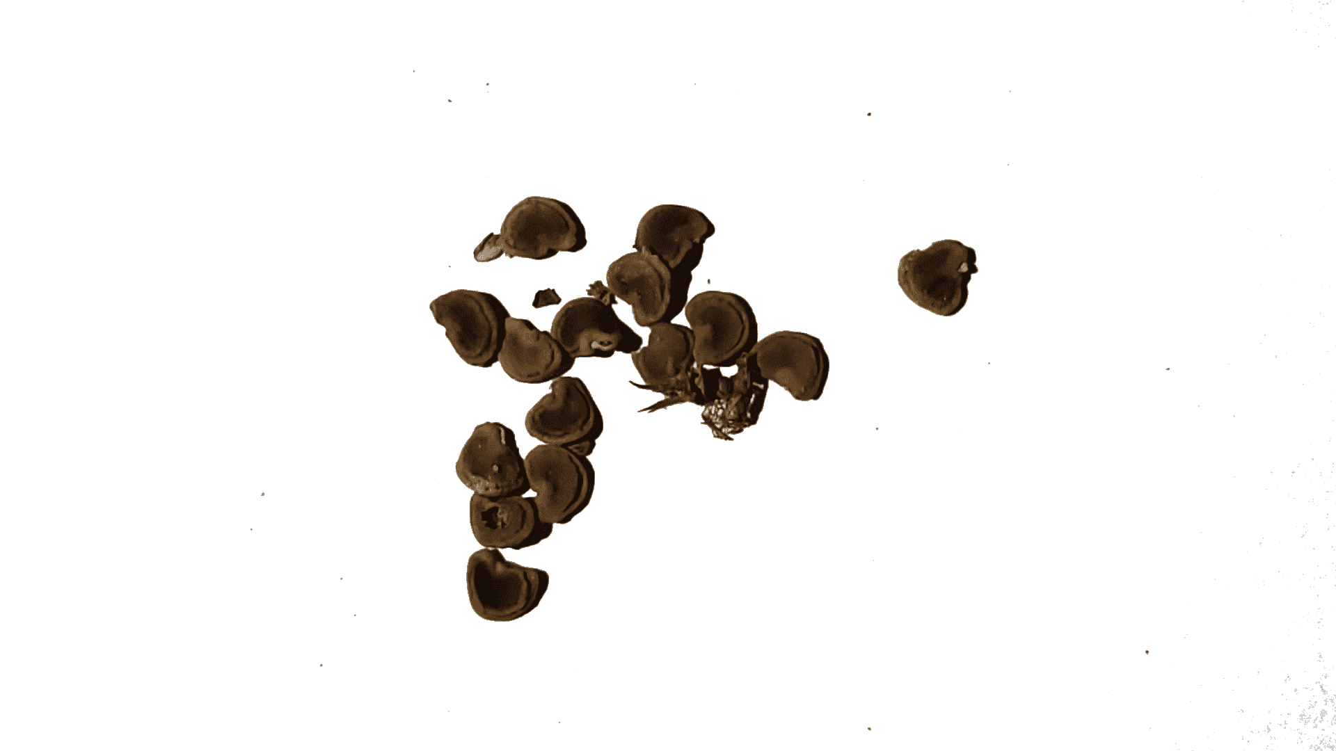 Western jimson weed
