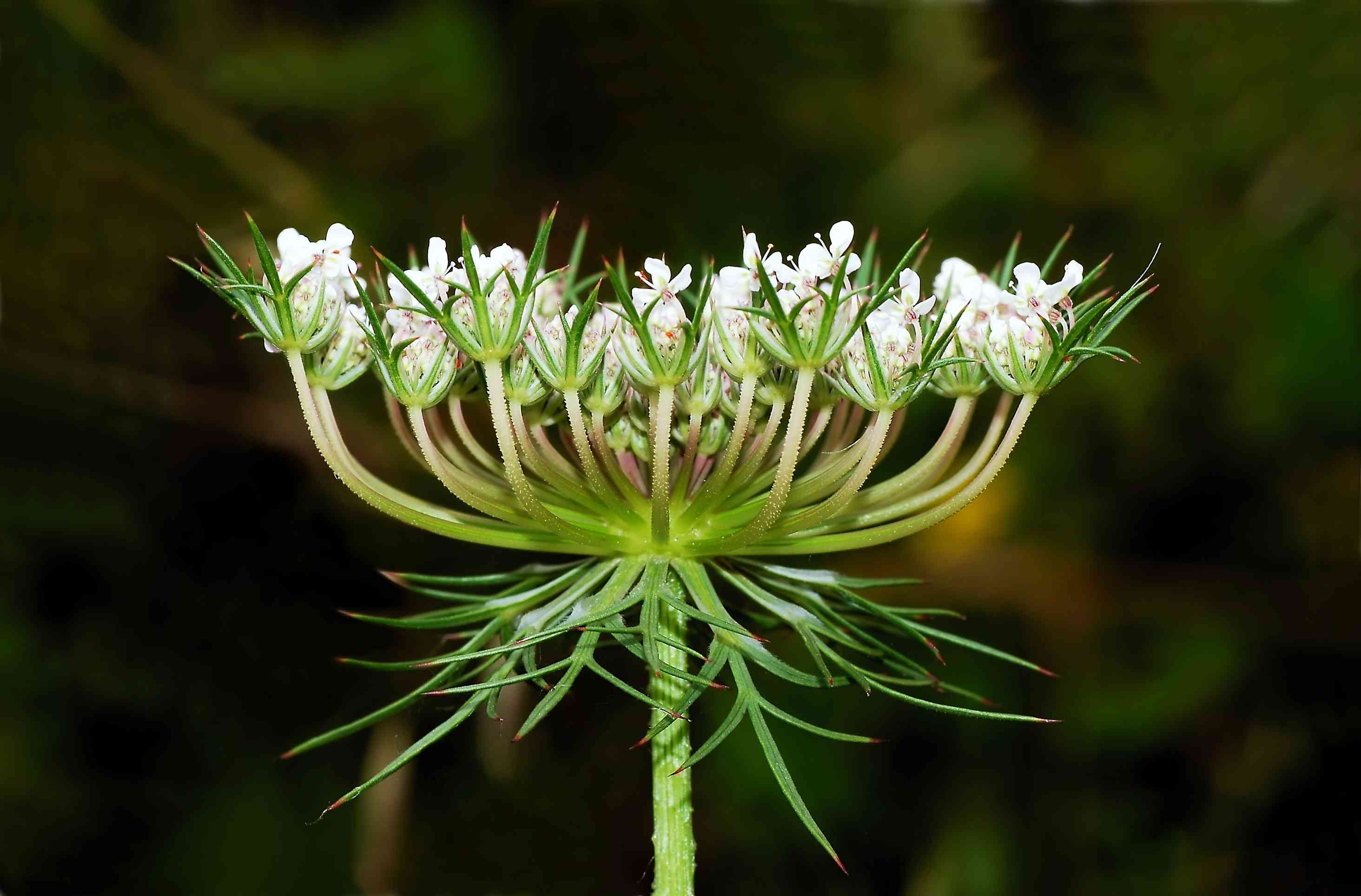 Wild carrot