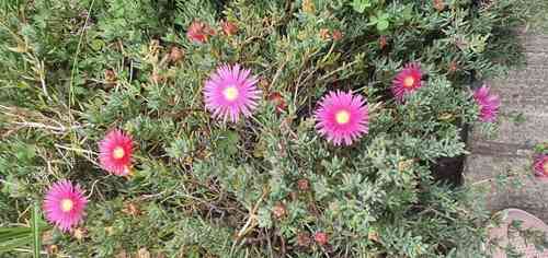 Hardy iceplant
