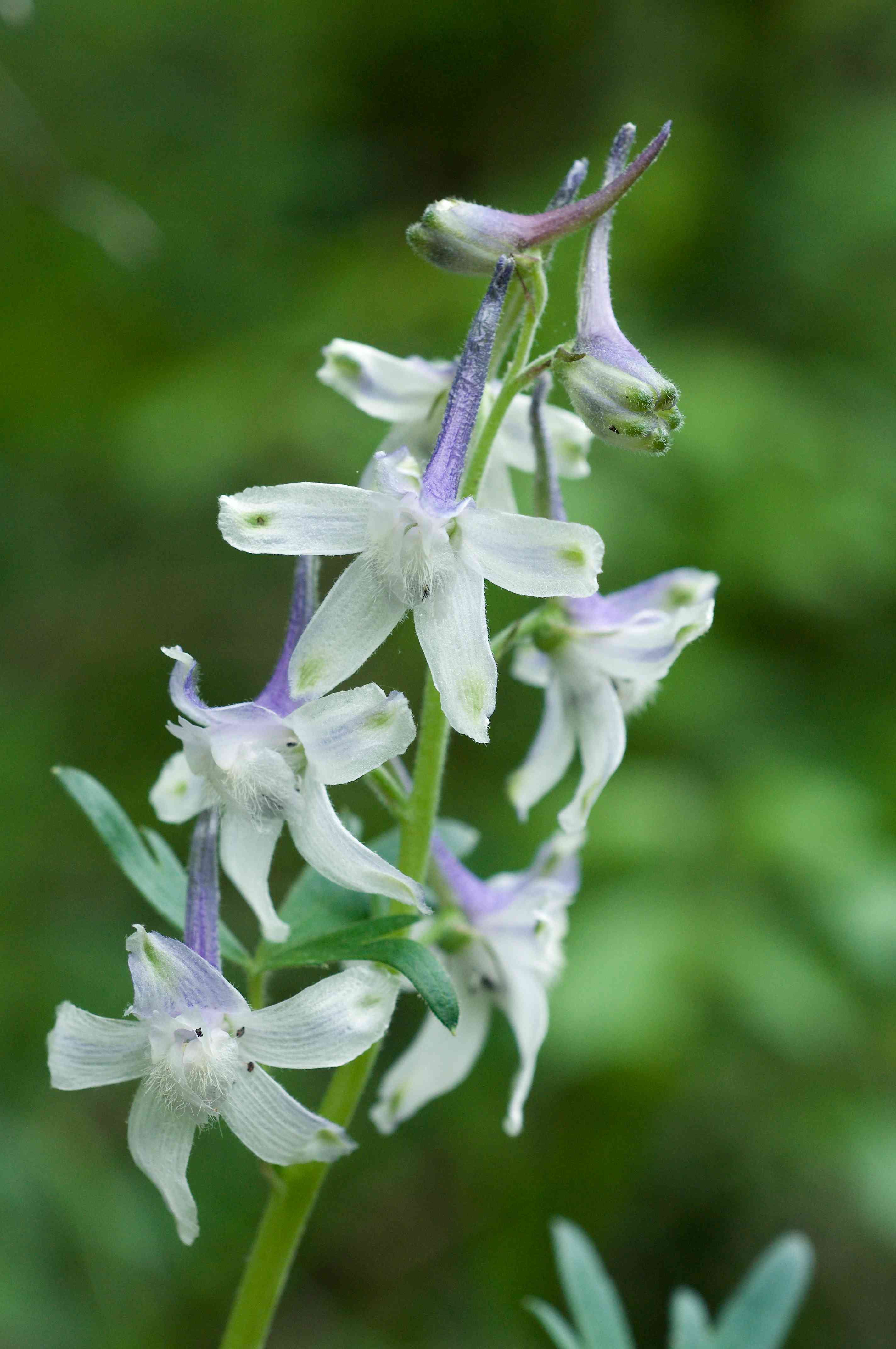 Dwarf larkspur