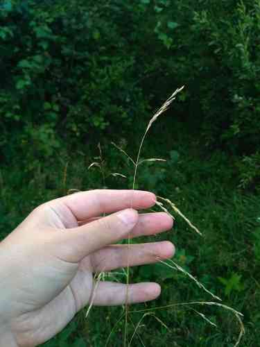 Tufted hairgrass