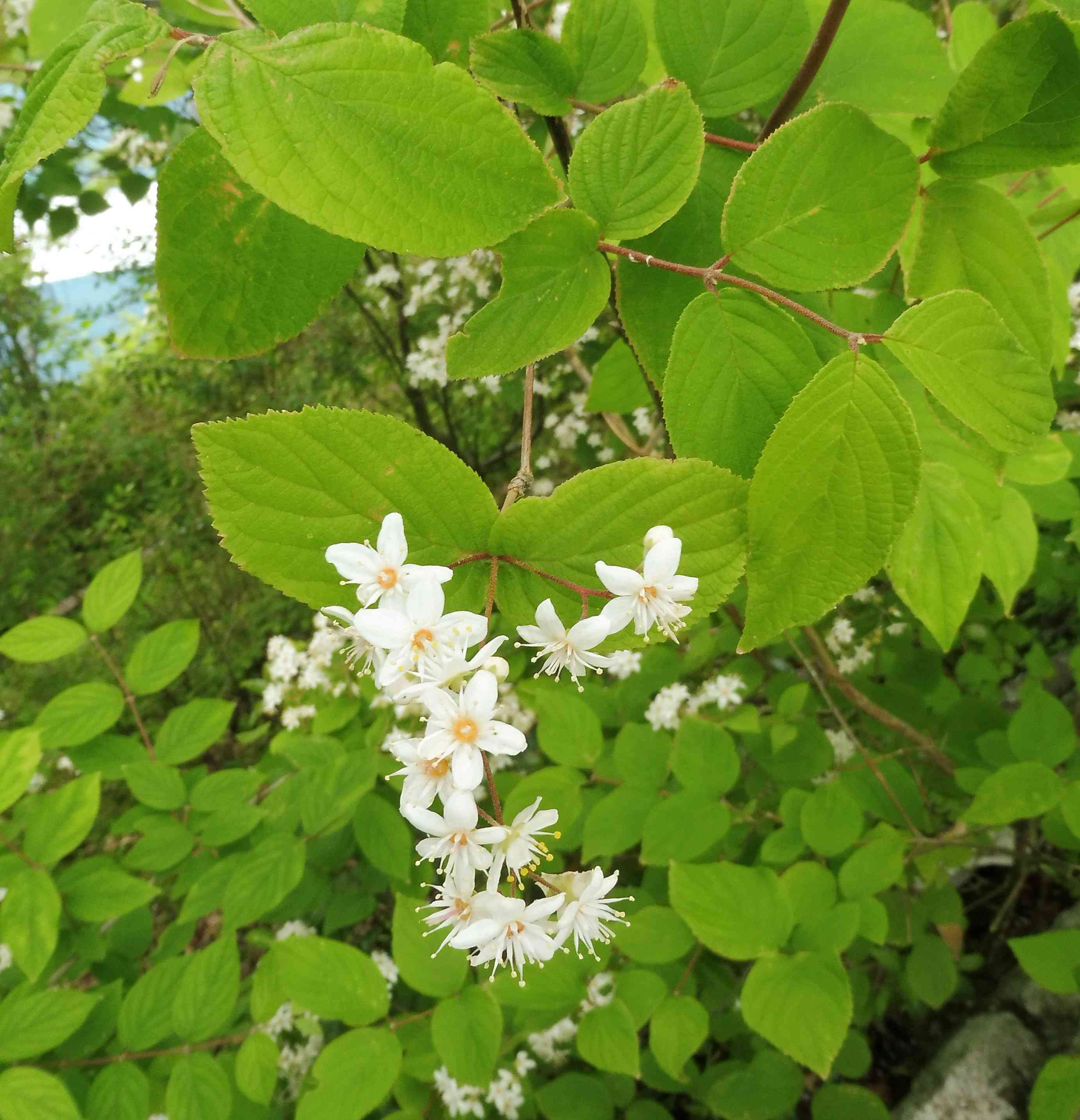 Fuzzy pride-of-rochester
