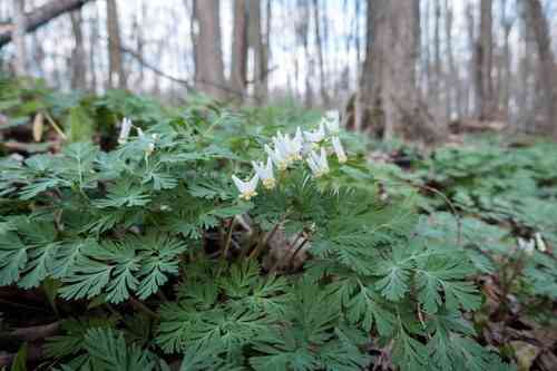 Dutchman's breeches