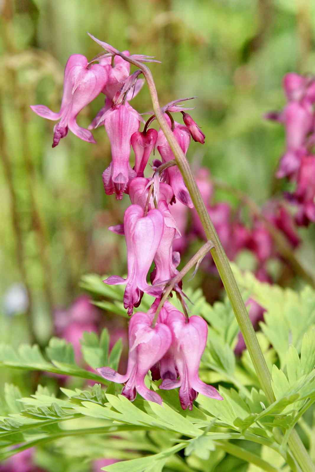 Bleeding Heart