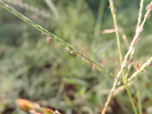 Asian crabgrass