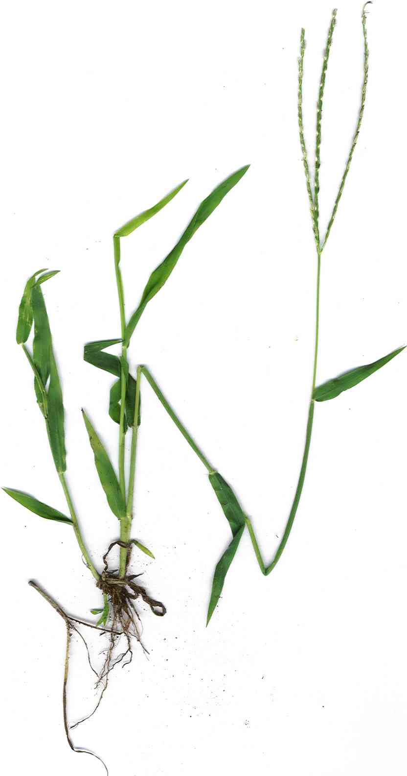 Southern crabgrass
