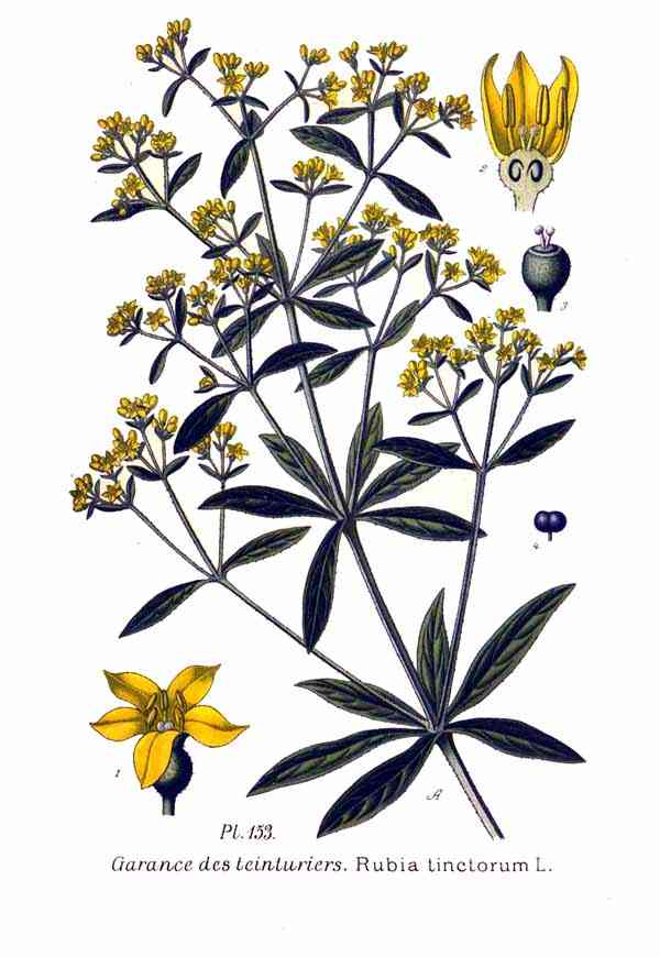 Virginia buttonweed