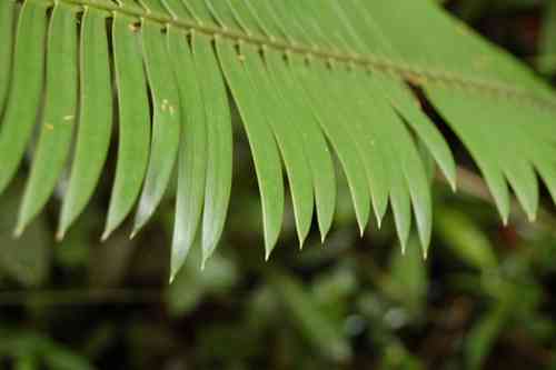 Virgin's palm