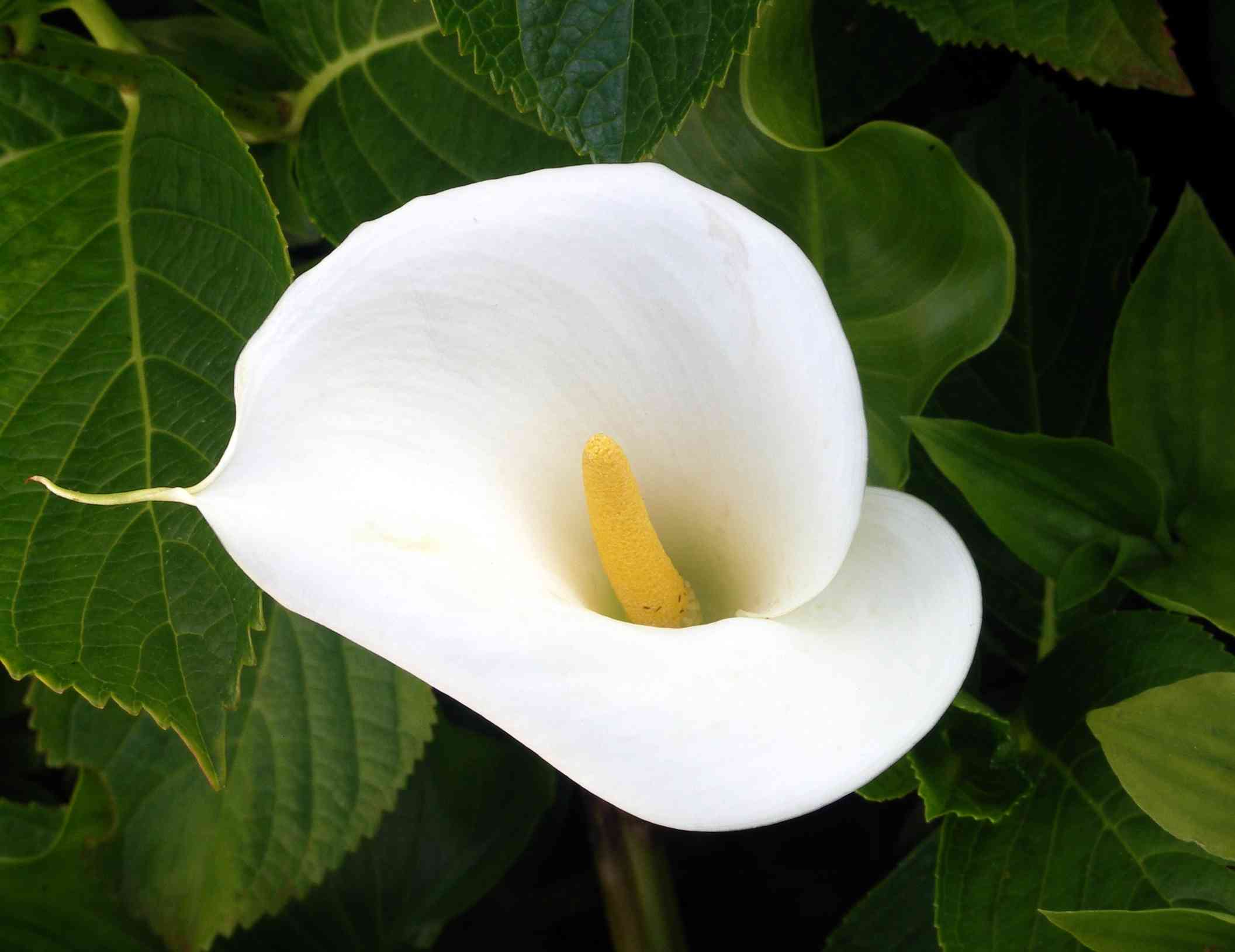 Dragon arum