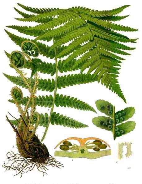 Male fern