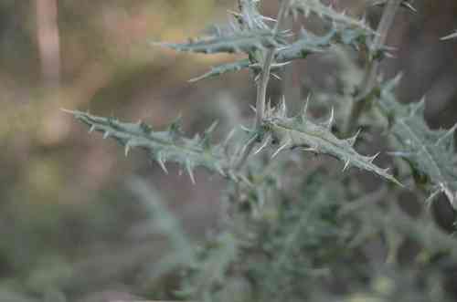 Southern globethistle