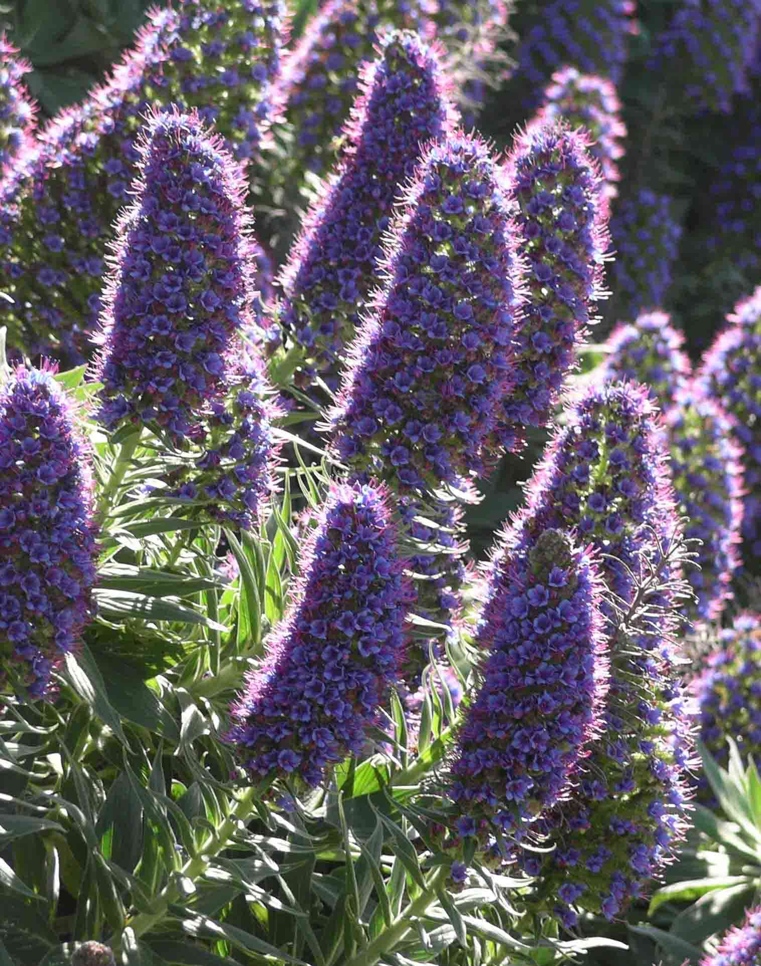 Pride of madeira