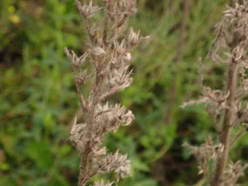 Viper's bugloss