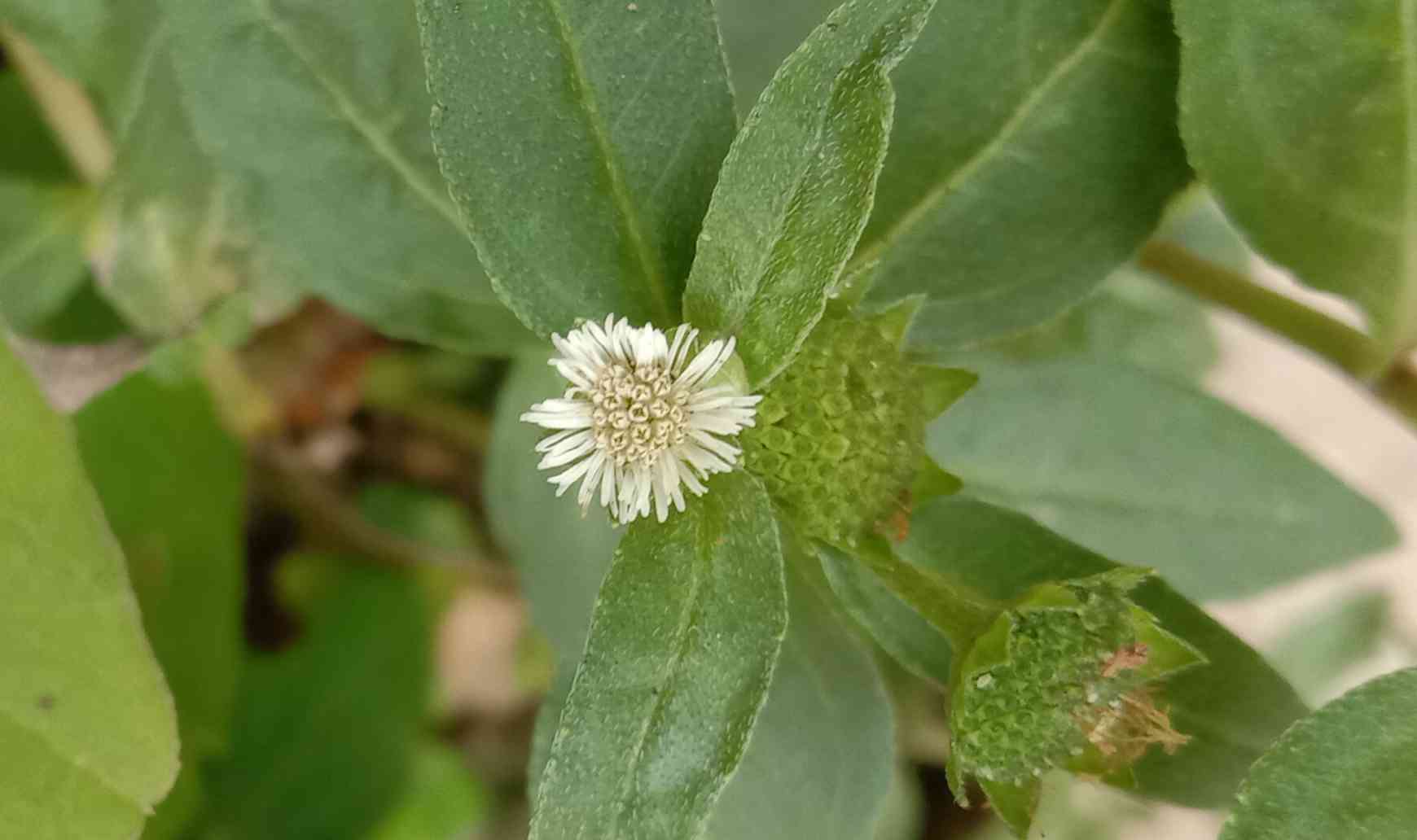 False daisy