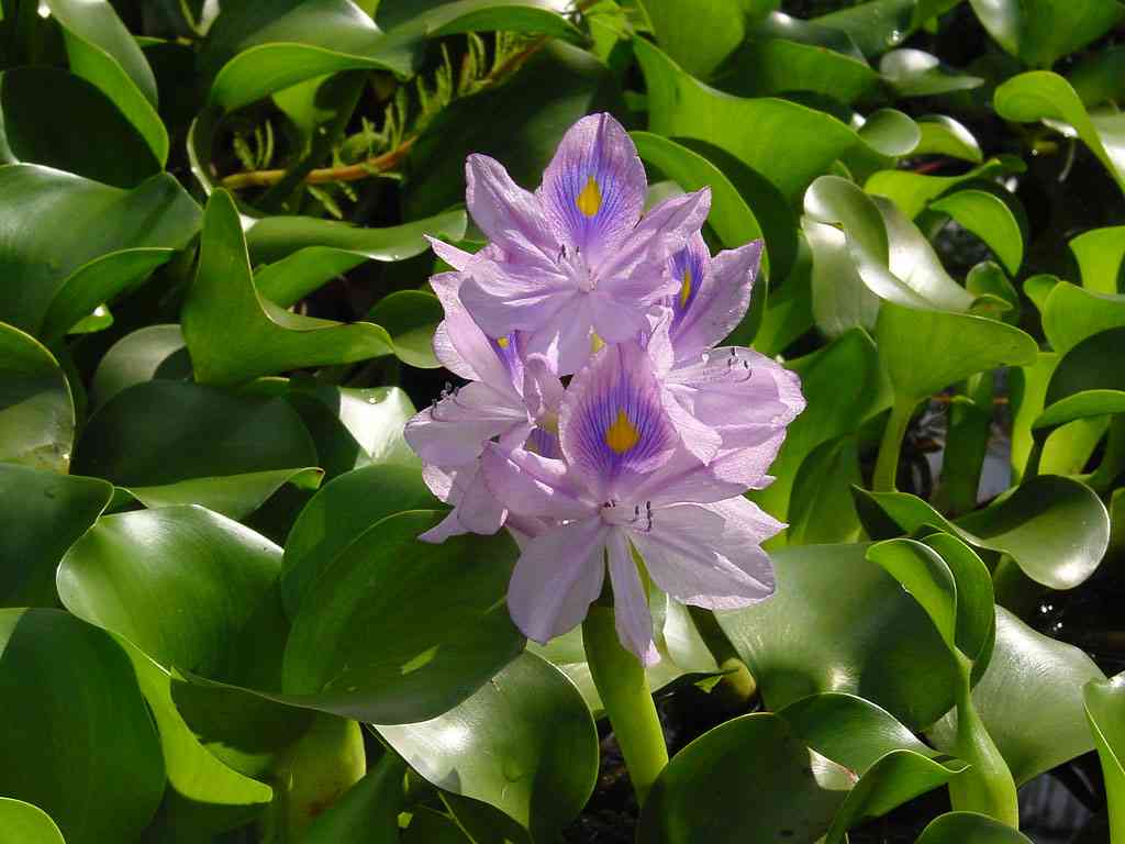 Water hyacinth