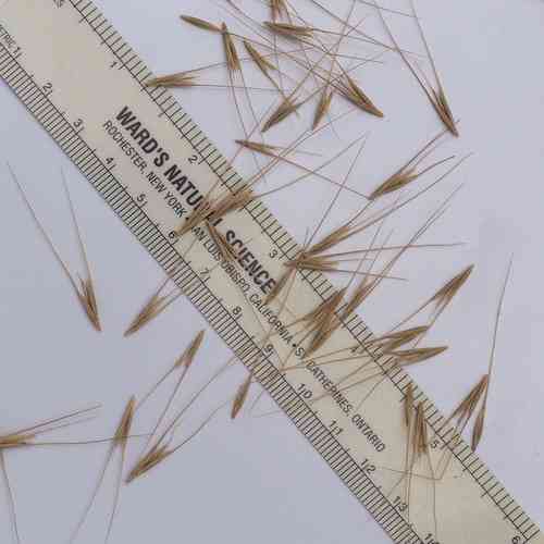Eastern bottle-brush grass