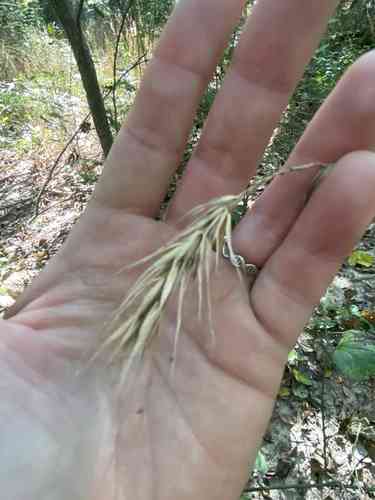Virginia wild rye