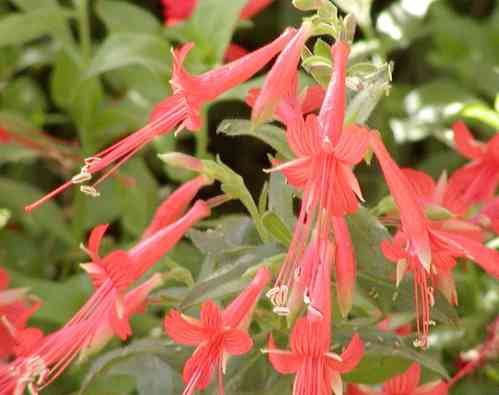 California fuchsia
